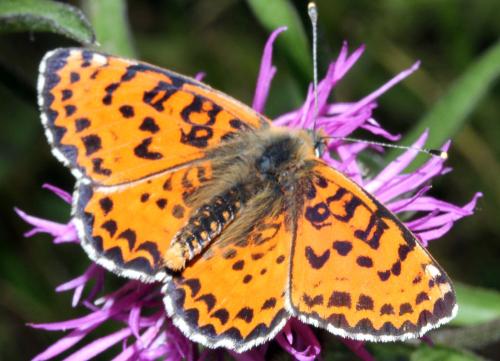 Réf. 323 155 : Melitaea didyma